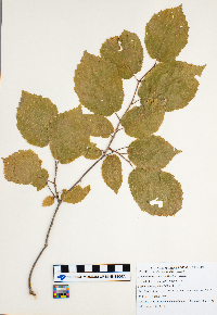 Corylus americana image