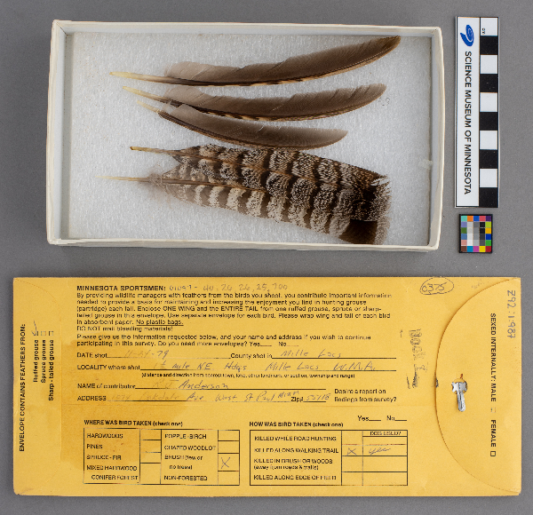 Bonasa bonasia image