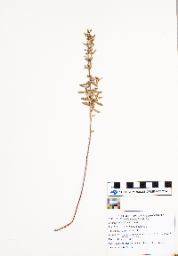 Crocanthemum bicknellii image