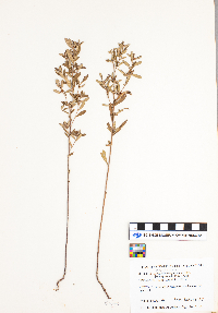 Crocanthemum bicknellii image