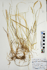 Elymus repens image
