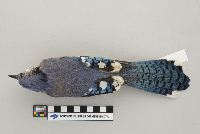 Cyanocitta cristata image