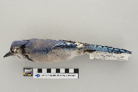 Cyanocitta cristata image