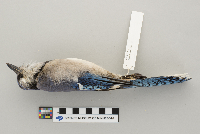 Cyanocitta cristata image