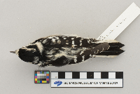 Picoides pubescens image