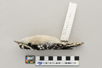 Picoides pubescens image