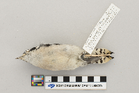 Picoides pubescens image