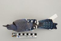 Cyanocitta cristata image