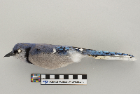 Cyanocitta cristata image