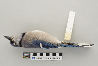Cyanocitta cristata image