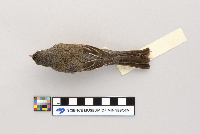 Junco hyemalis image
