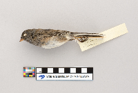 Junco hyemalis image