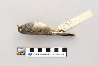 Junco hyemalis image