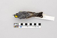Dendroica coronata image
