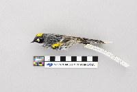 Dendroica coronata image