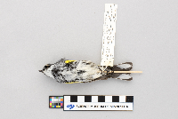 Dendroica coronata image