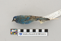 Passerina cyanea image