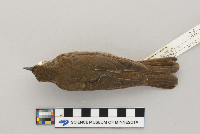 Catharus fuscescens image