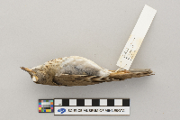 Catharus fuscescens image