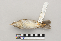 Catharus fuscescens image