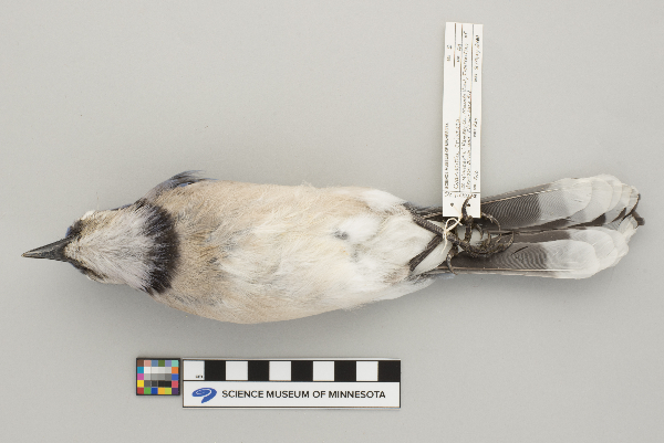 Cyanocitta cristata image