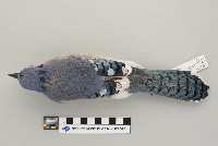 Cyanocitta cristata image