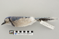Cyanocitta cristata image