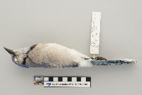 Cyanocitta cristata image