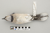 Cyanocitta cristata image