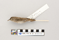 Troglodytes aedon image