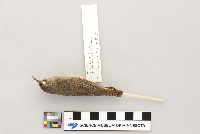 Troglodytes aedon image