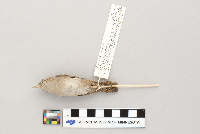 Troglodytes aedon image