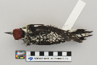 Sphyrapicus varius image