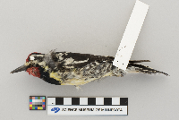 Sphyrapicus varius image