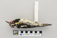 Sphyrapicus varius image