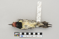 Sphyrapicus varius image