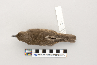 Sturnus vulgaris image
