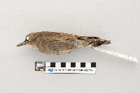 Sturnus vulgaris image