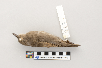 Sturnus vulgaris image