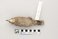 Sturnus vulgaris image