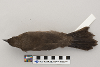 Quiscalus quiscala image