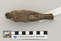 Carpodacus mexicanus image