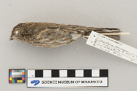 Carpodacus mexicanus image