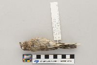 Carpodacus mexicanus image