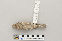 Carpodacus mexicanus image