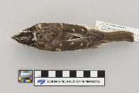 Pheucticus ludovicianus image