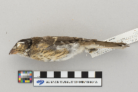 Pheucticus ludovicianus image