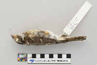Pheucticus ludovicianus image