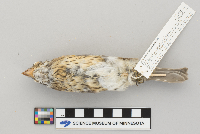 Pheucticus ludovicianus image