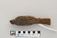 Passerella iliaca image